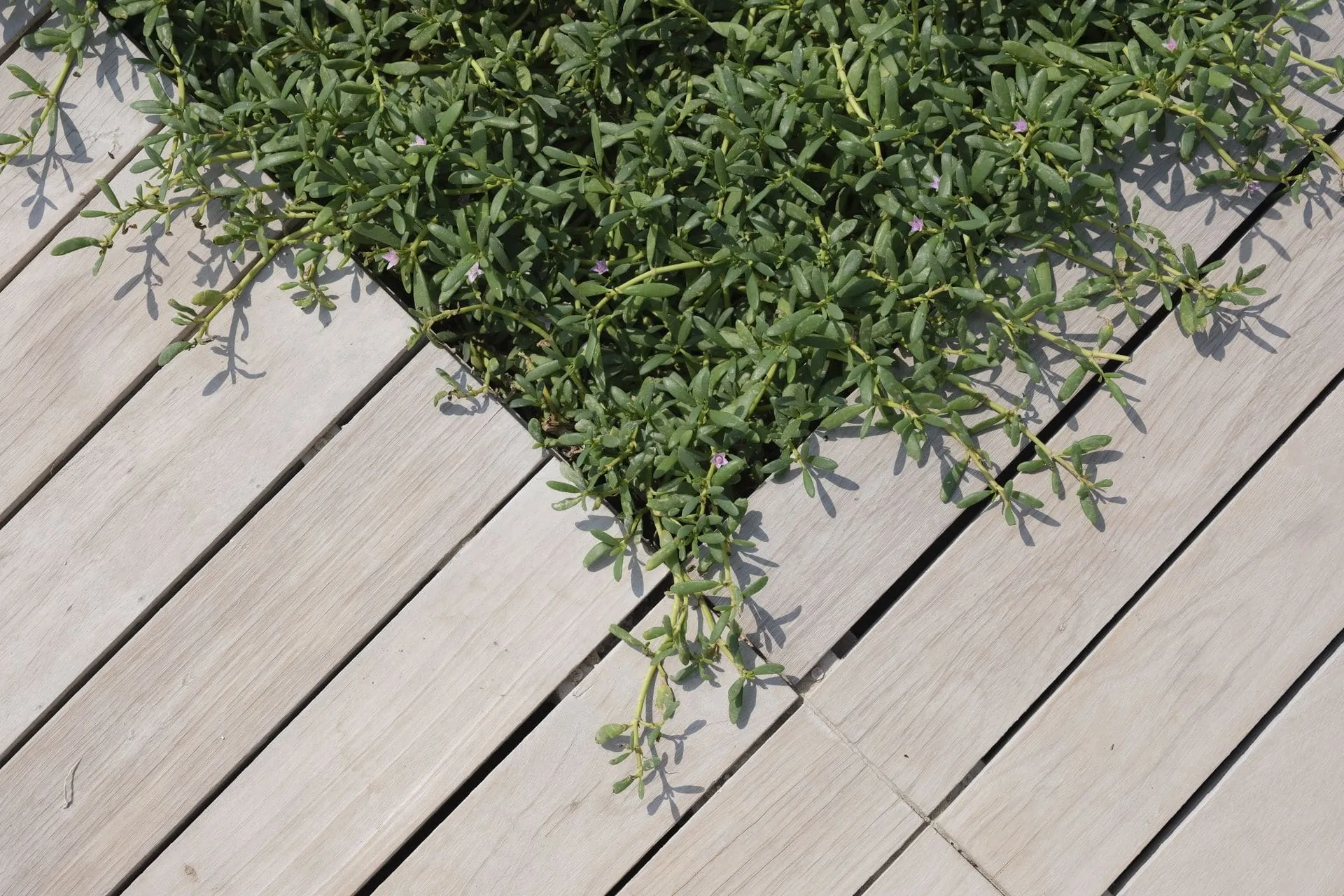 Light grey decking boards laid diagonally beside garden plants, comparing composite vs timber decking